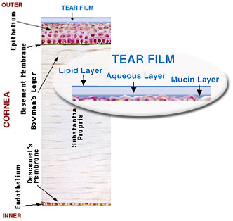 Three layers of tear film on surface of cornea